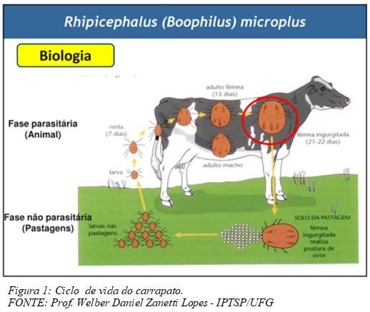 Ciclo de vida do carrapato