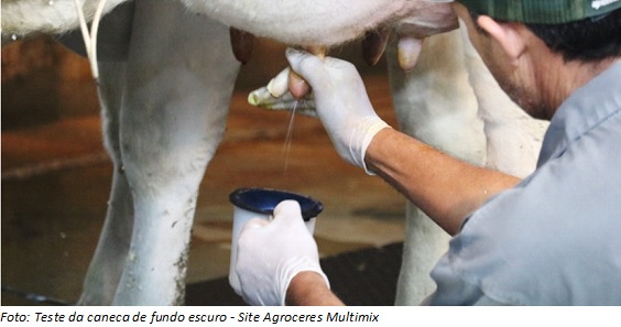 Tirando leite da vaca do modo certo para evitar mastite
