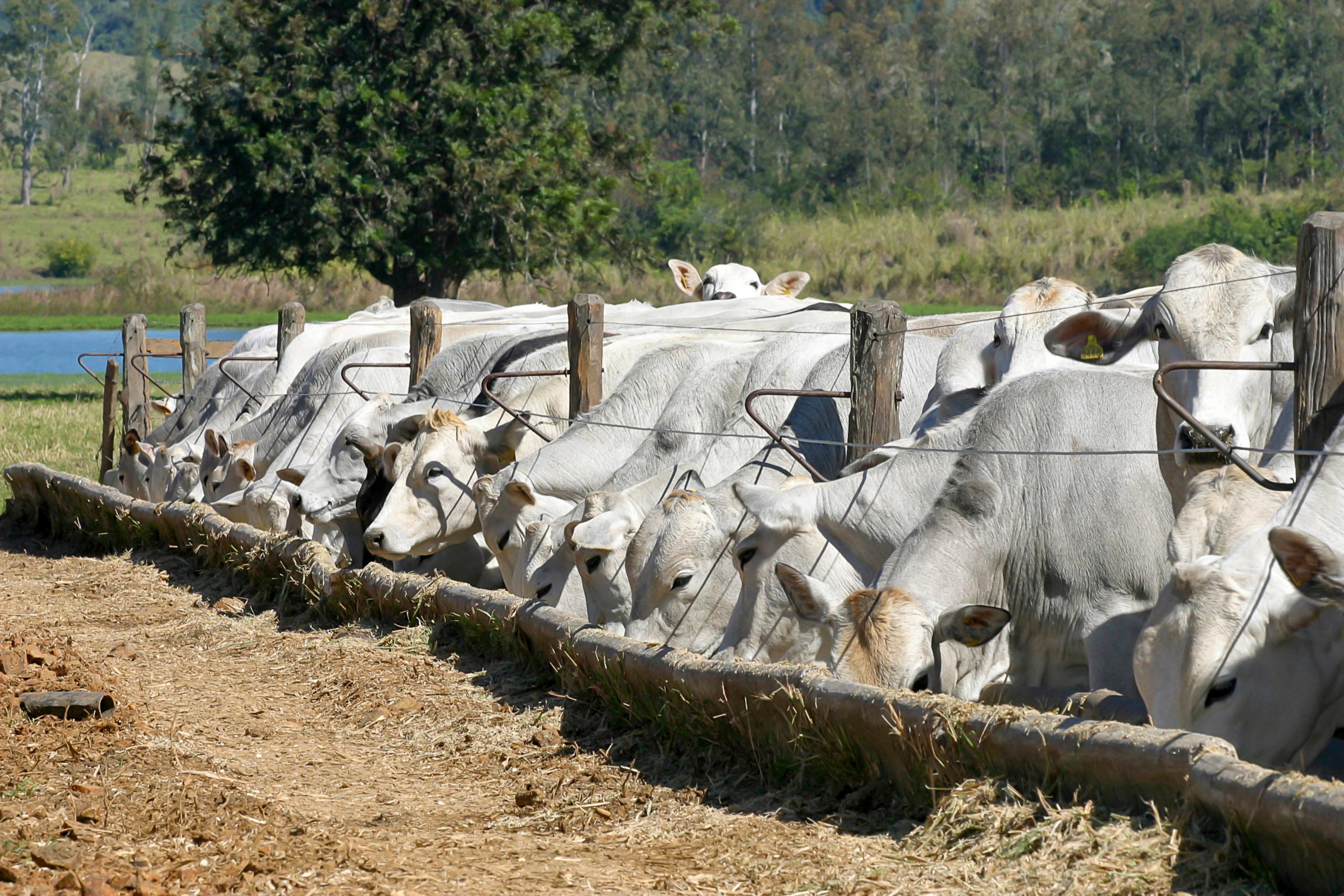 Acidose ruminal: um desafio na pecuária moderna
