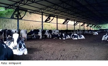 controle de Estresse térmico em vacas leiteiras