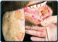 Lesões causadas pela febre aftosa