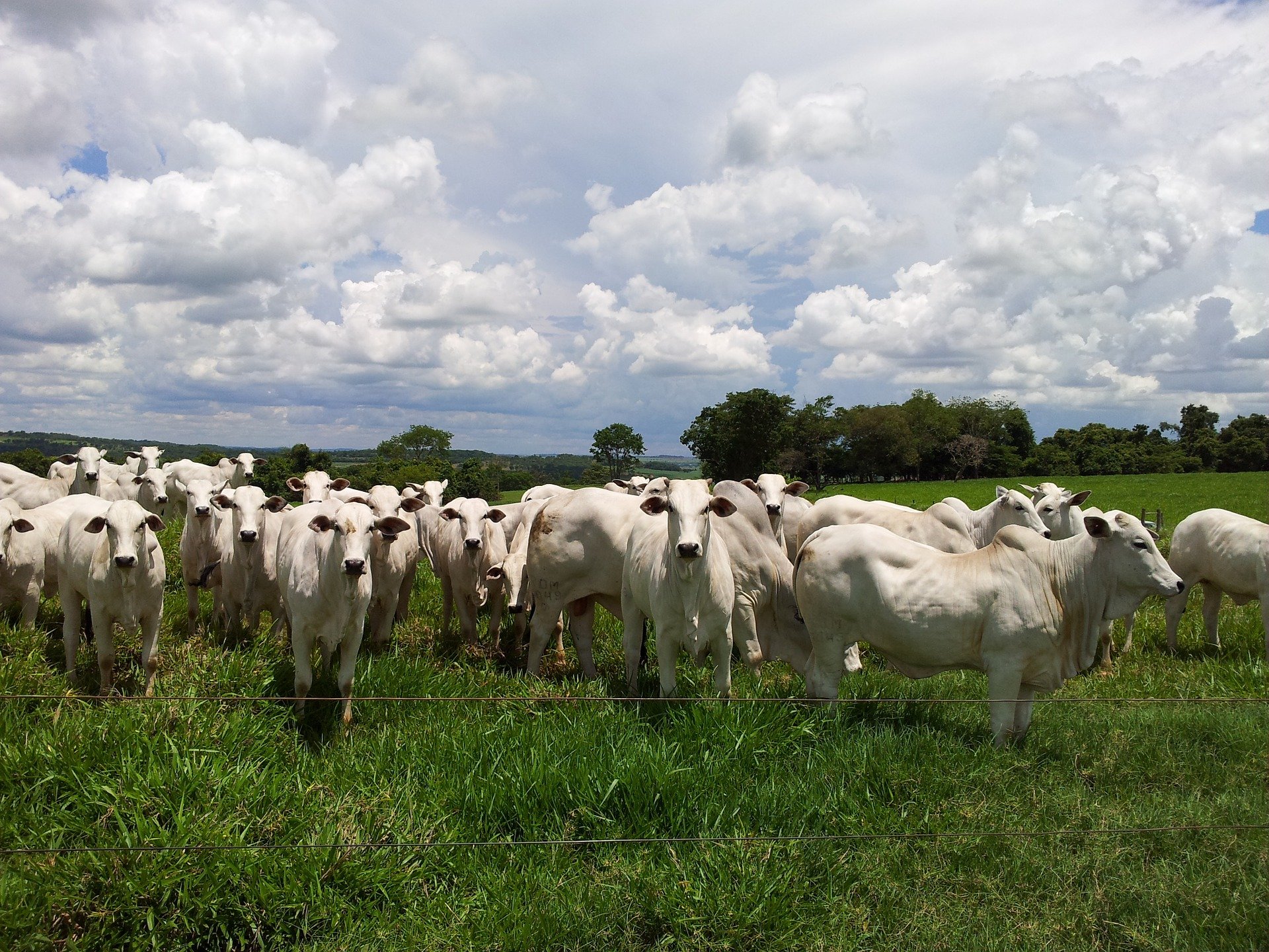 Rebanho no pasto