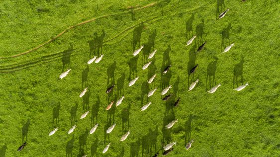 Como tornar a pecuária de corte mais sustentável?