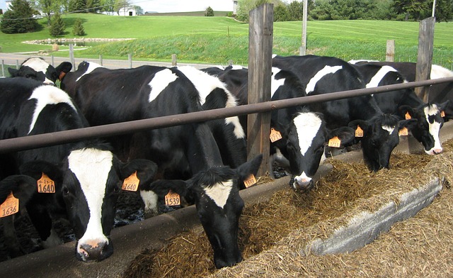 Vacas se alimentando no cocho