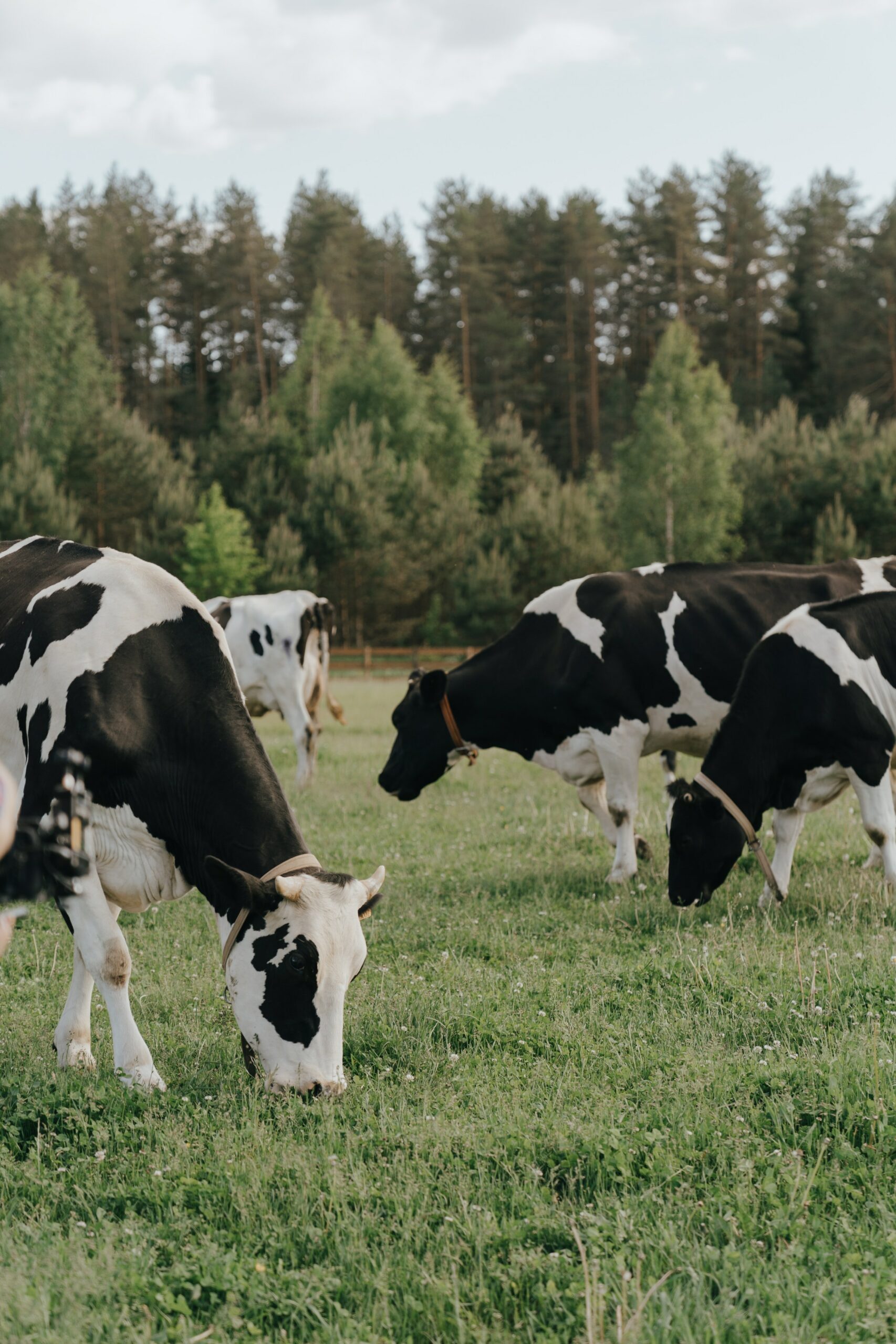 Vacas pastando