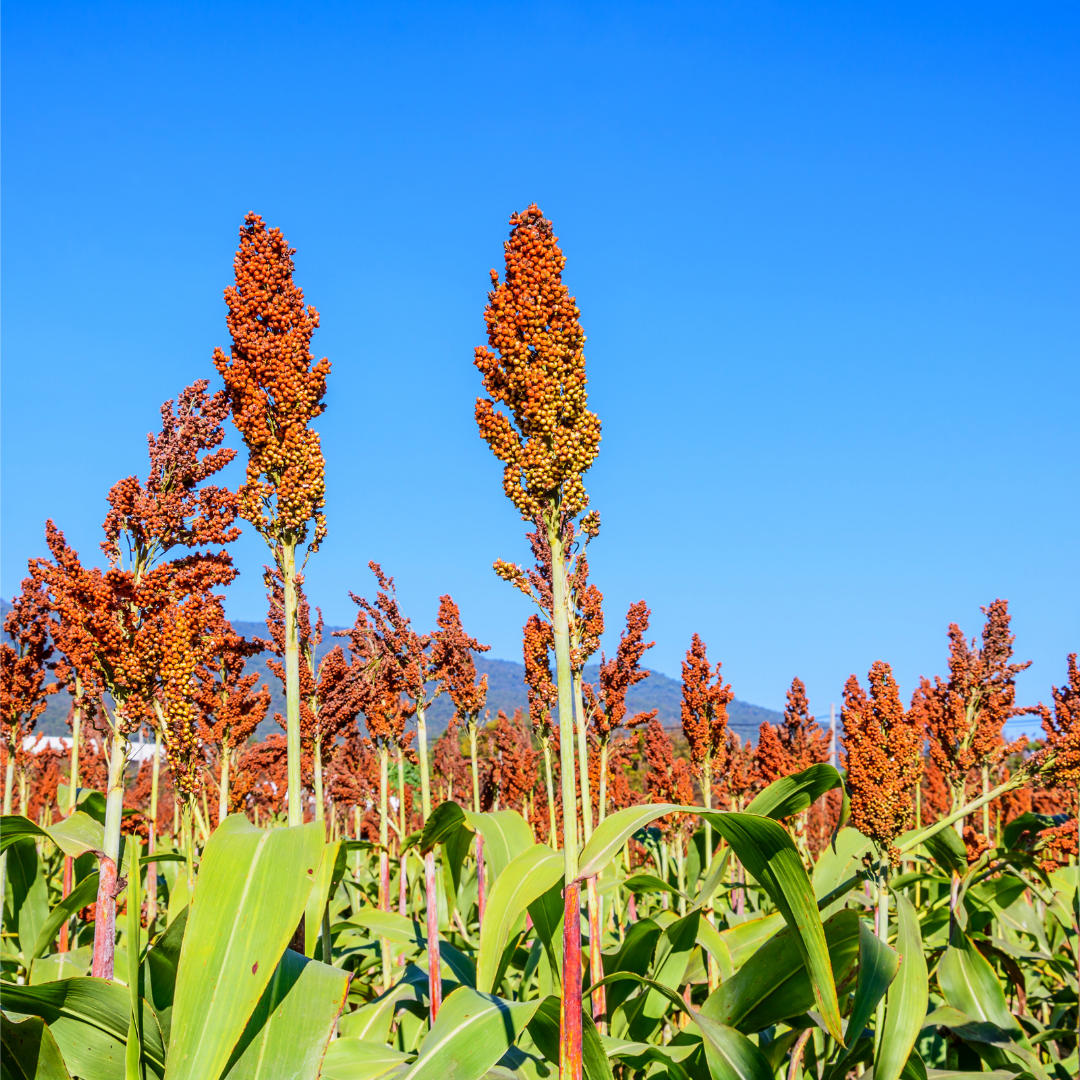 Planta de sorgo