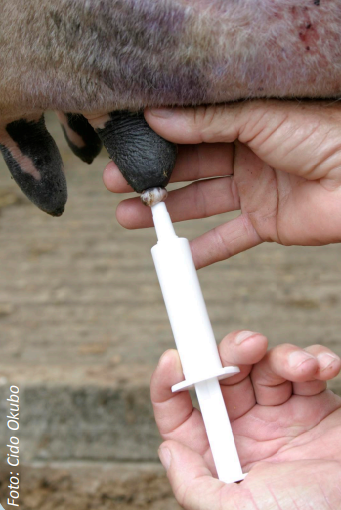 Aplicação de medicamento intramamário em vaca