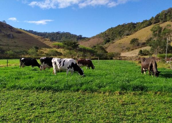 Vacas em pastejo rotacionado