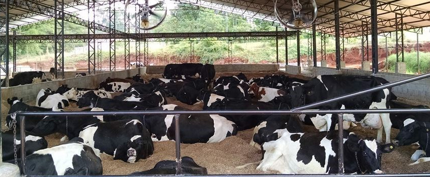 Vacas em Compost Barn