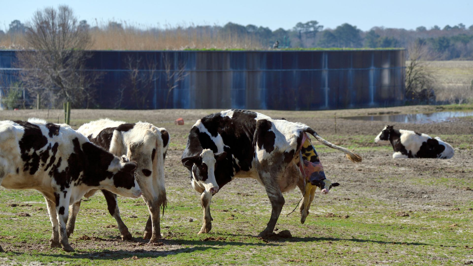 Vaca em trabalho de parto