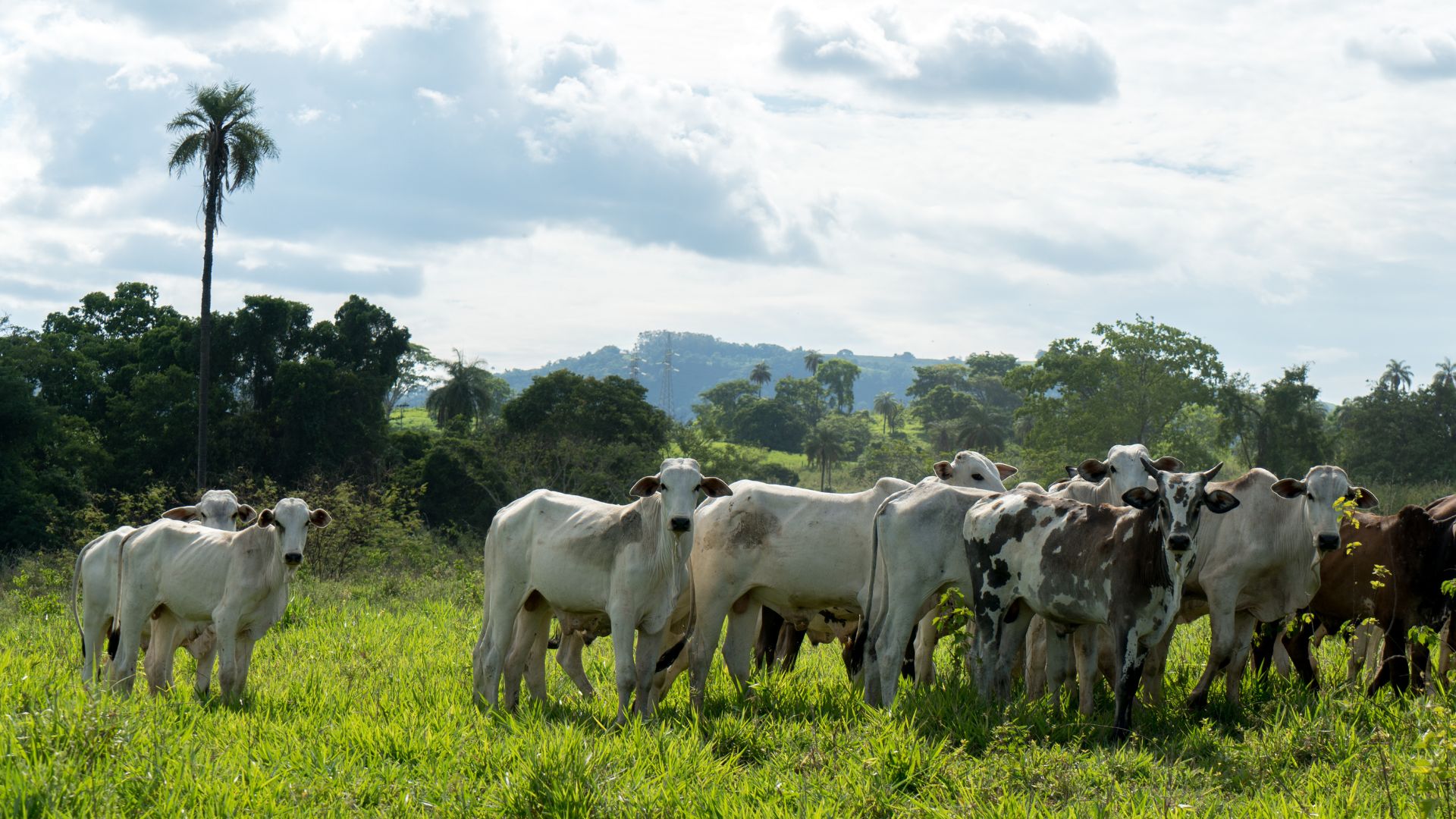 Gado no pasto