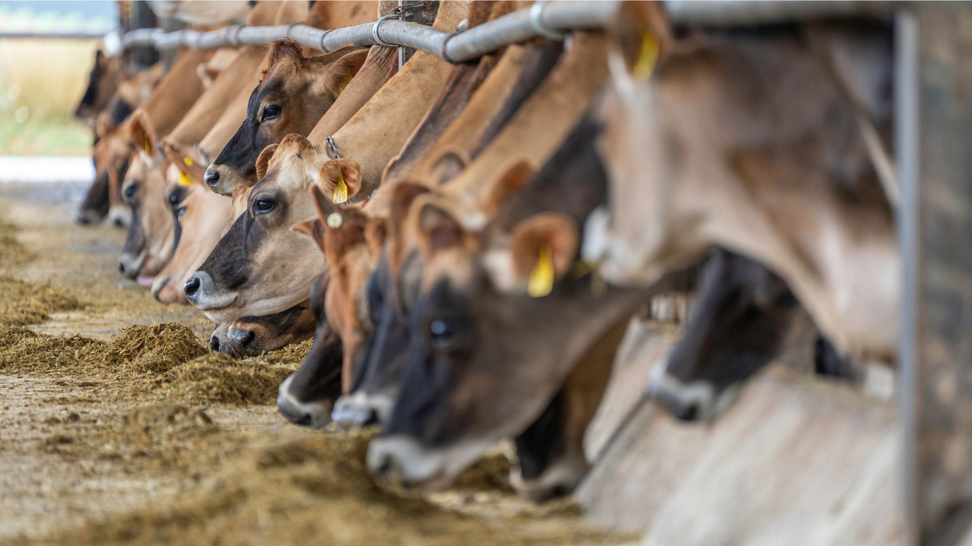 Vacas comendo no cocho