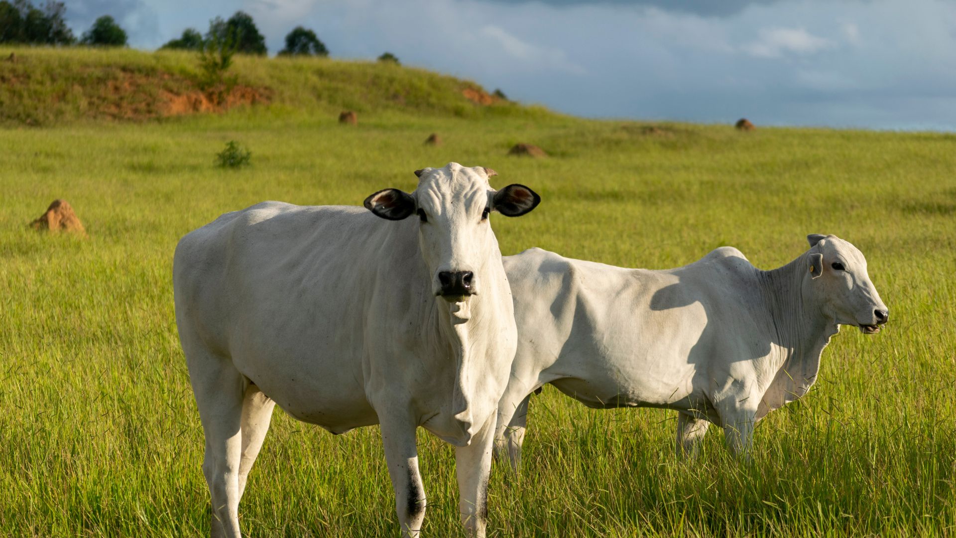 Gado no pasto