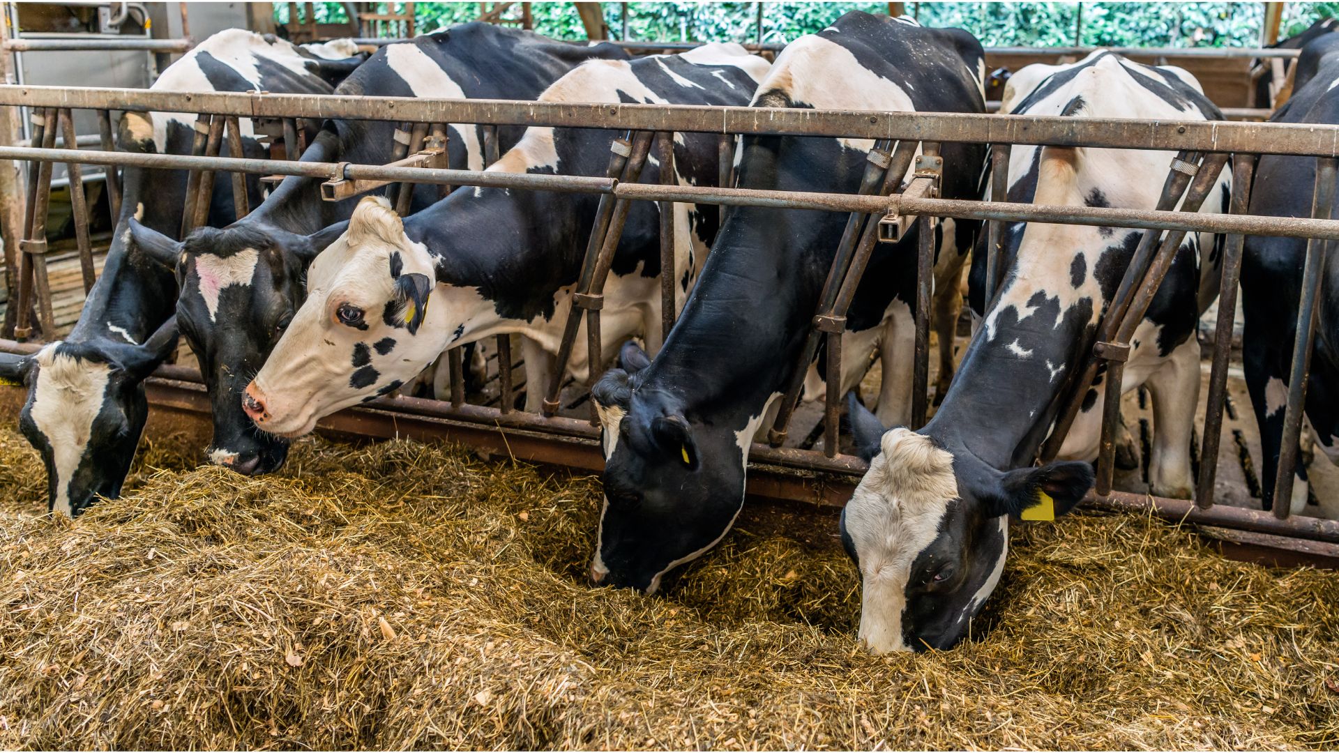 Vacas se alimentando no cocho