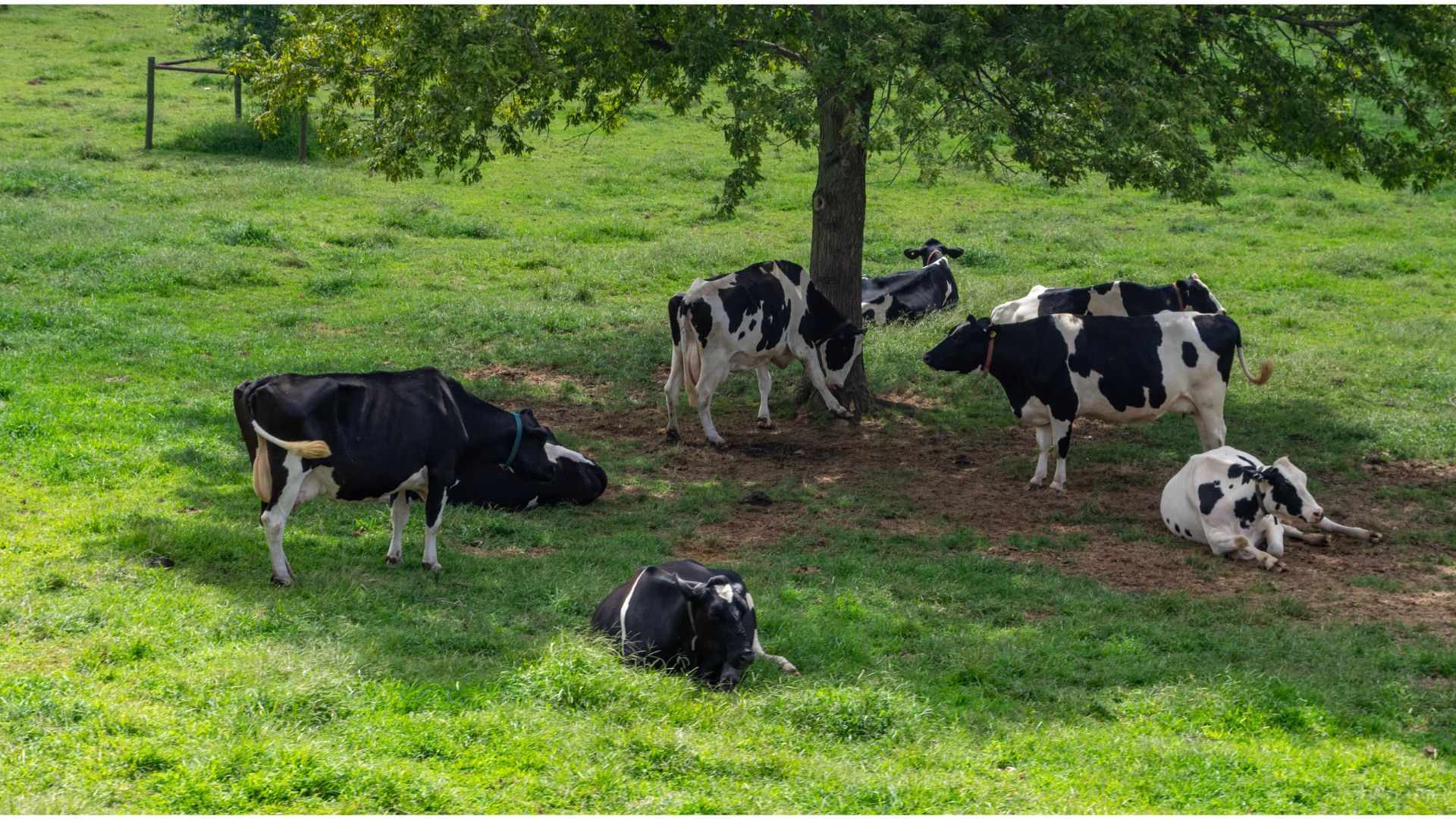 Vacas na sombra de uma árvore
