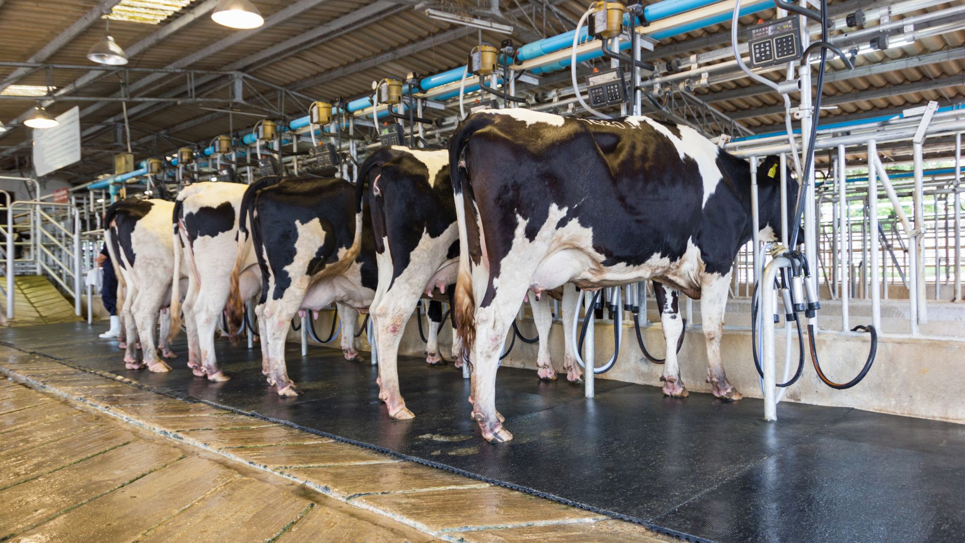 Vacas sendo ordenhadas