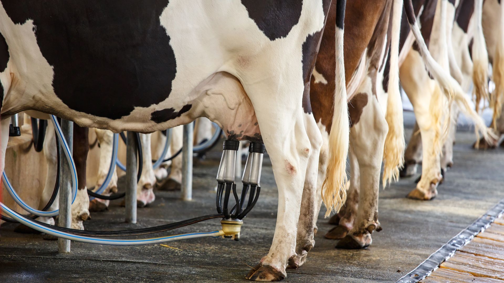 Vacas sendo ordenhadas