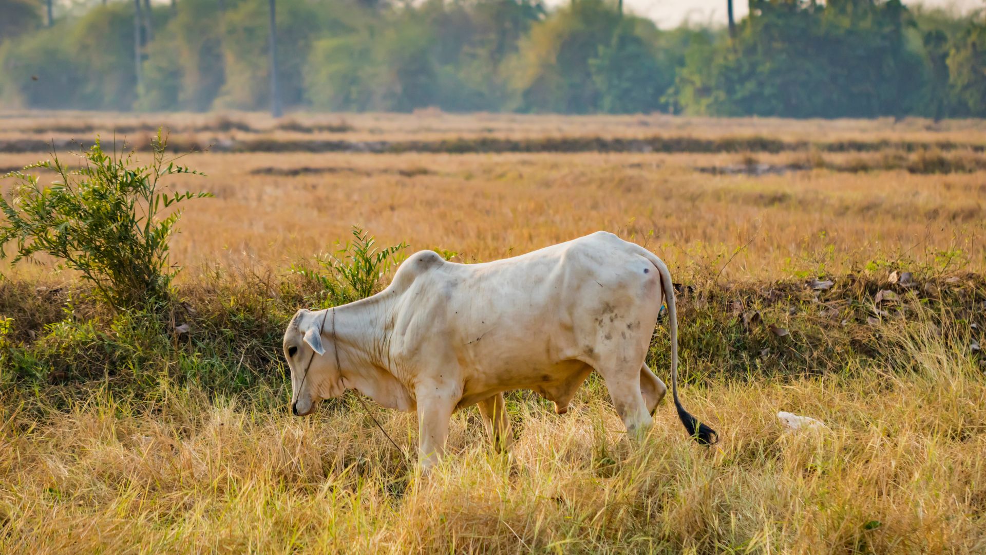 Entenda a safra do bezerro