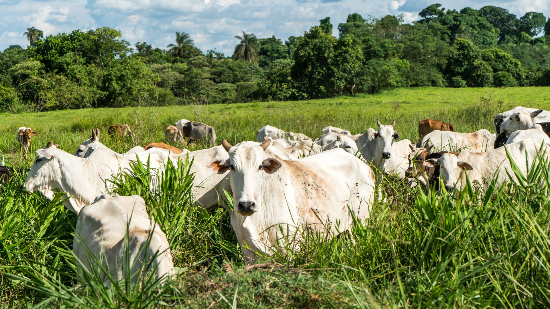 Creep feeding: otimizando o desenvolvimento dos bezerros