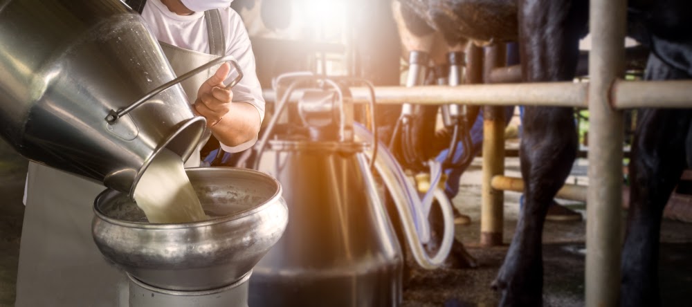 Torneio leiteiro: conheça os protocolos de preparação das vacas leiteiras