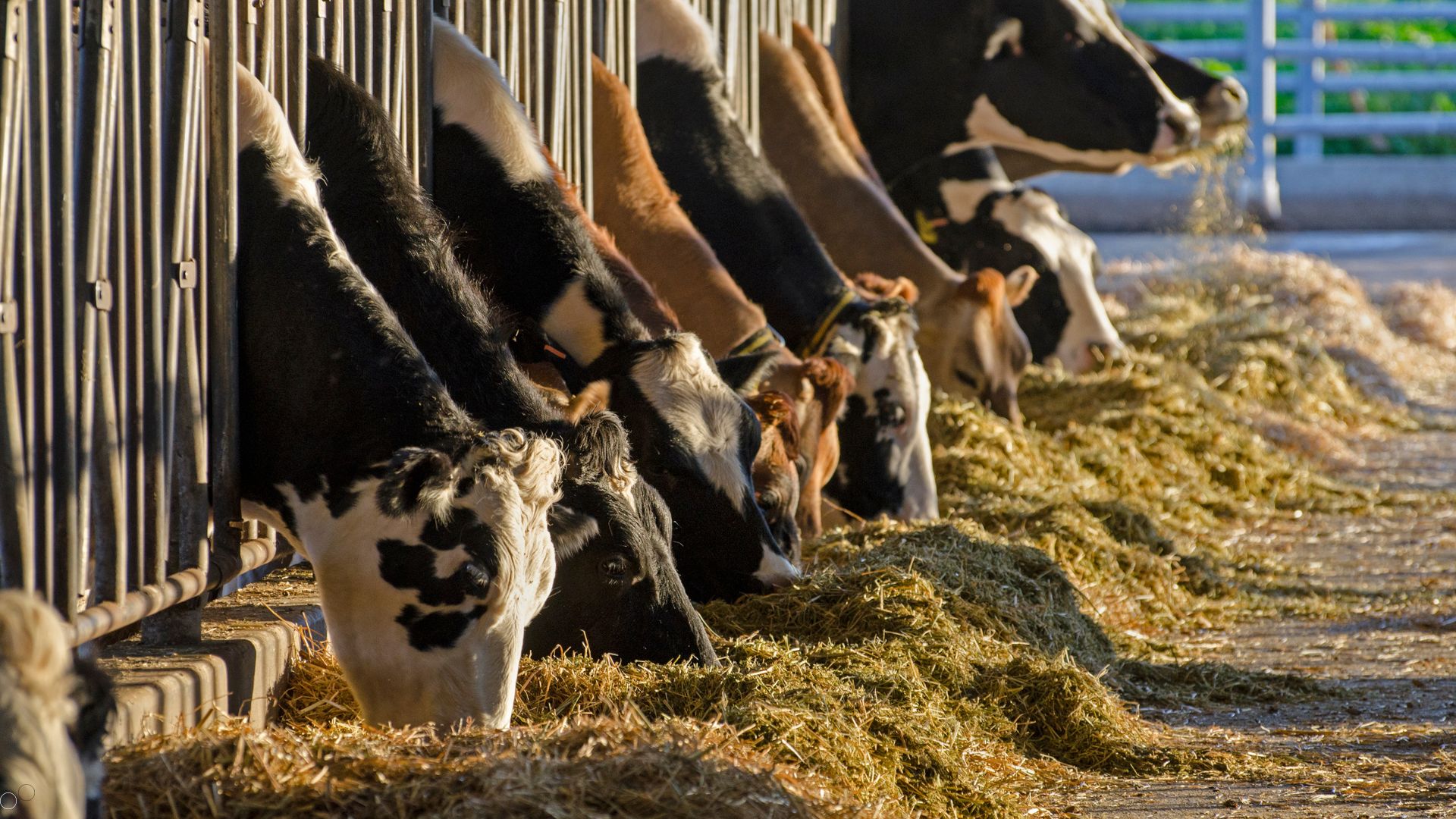 Erro ou economia? A verdade sobre cortar custos em nutrição