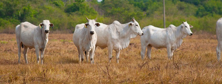 Conheça as estratégias para suplementar no período da seca e garantir a segurança alimentar