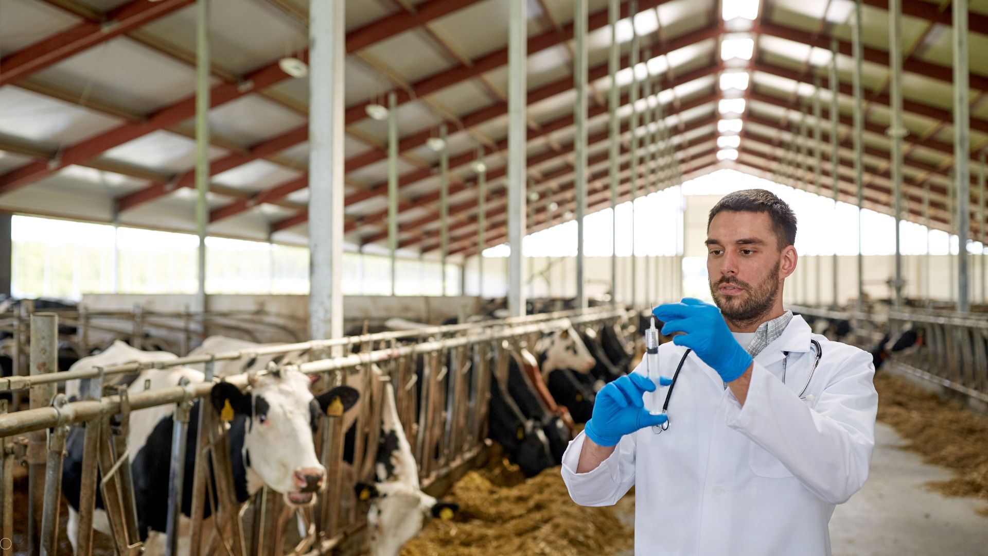 Uso racional de antimicrobianos na pecuária leiteira