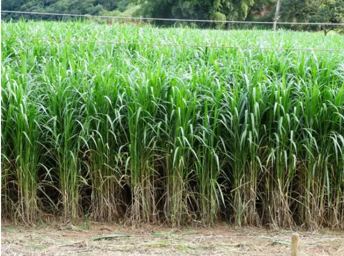 Silagem de capiaçu: uma alternativa para alimentação volumosa