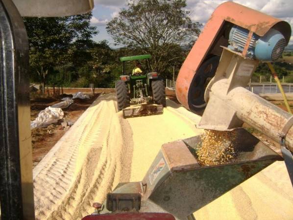 Milho reidratado na alimentação dos bovinos: é uma boa opção?