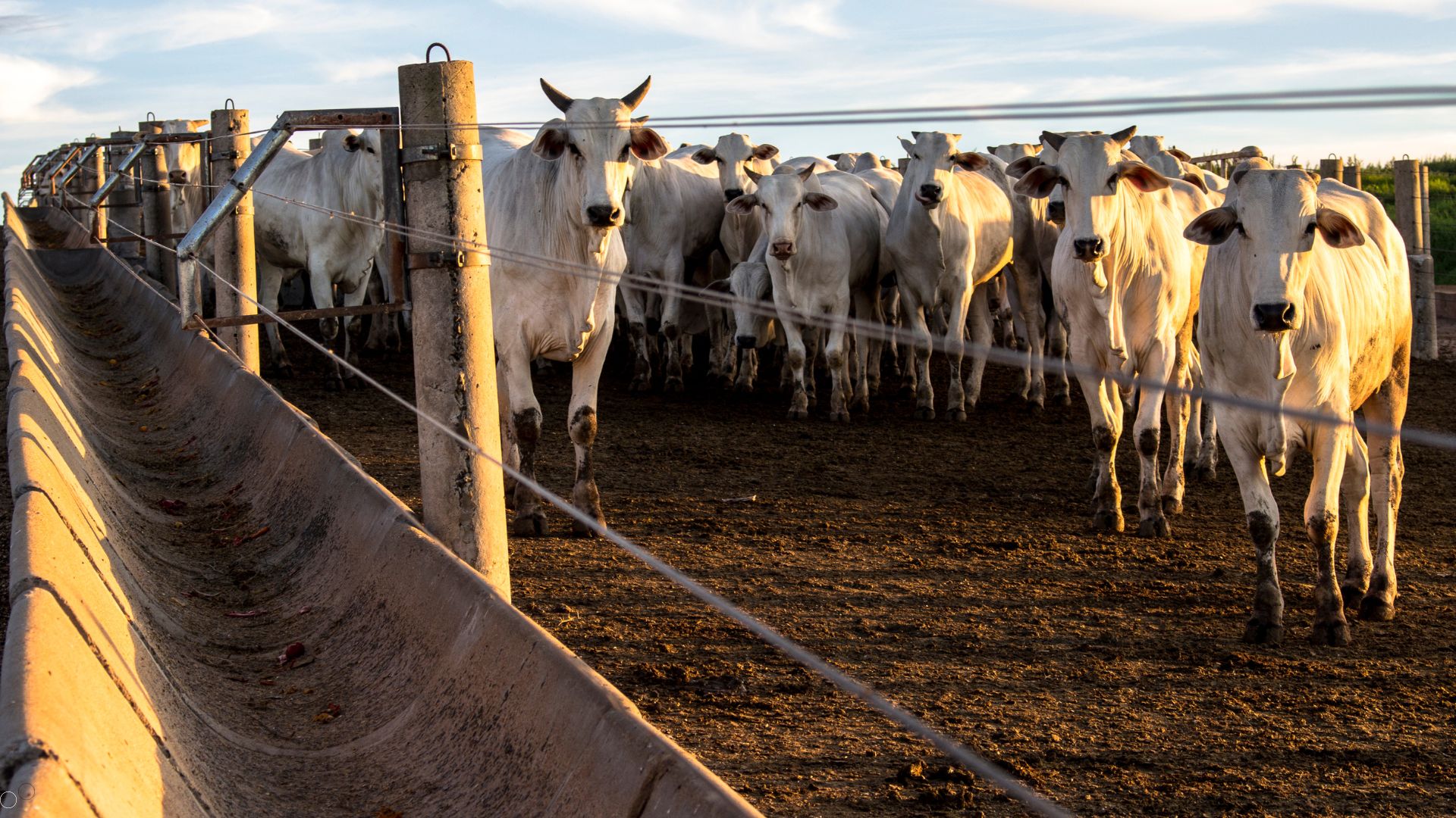 Cuidados no transporte da fazenda ao frigorifico