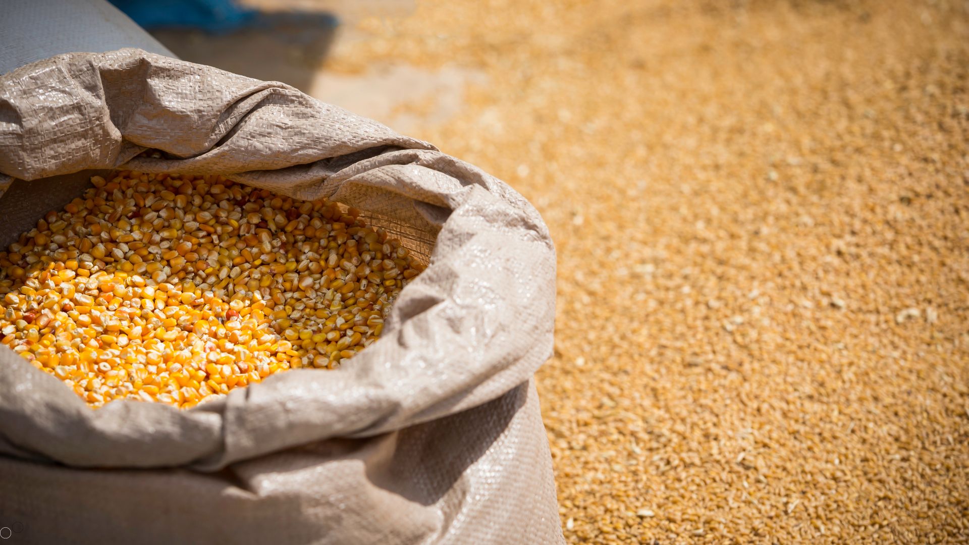 Vale a pena produzir a ração na fazenda?