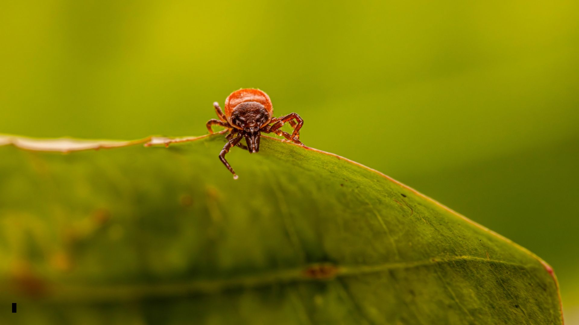 Os prejuízos causados pelos endo e ectoparasitas nos bovinos