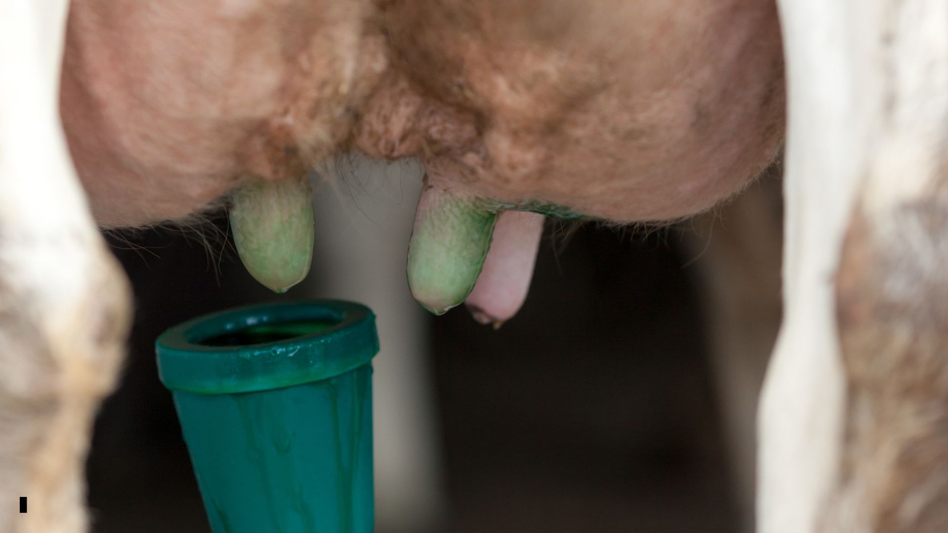 Como a escolha do pré e do pós-dipping influencia na qualidade do leite