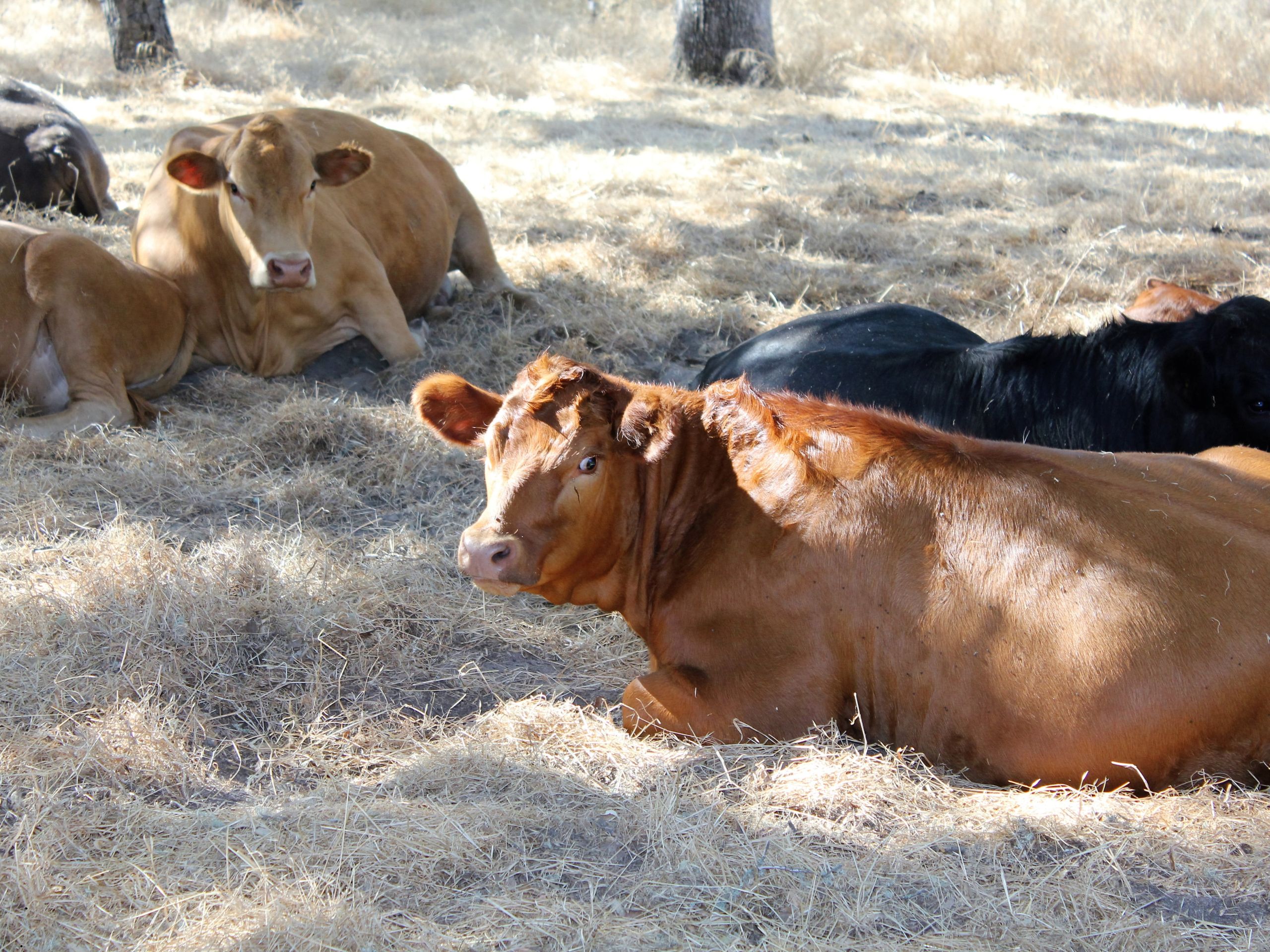 As 5 liberdades animais aplicadas à fazenda