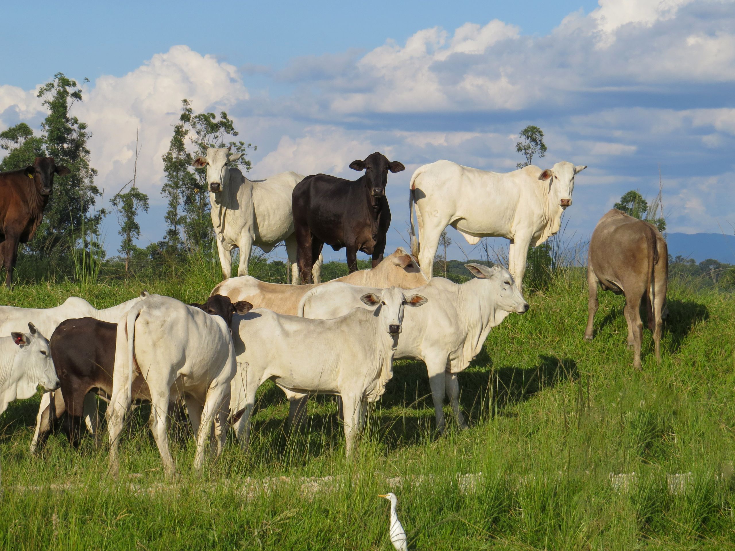 O que muda no resultado da fazenda quando a lotação é bem ajustada