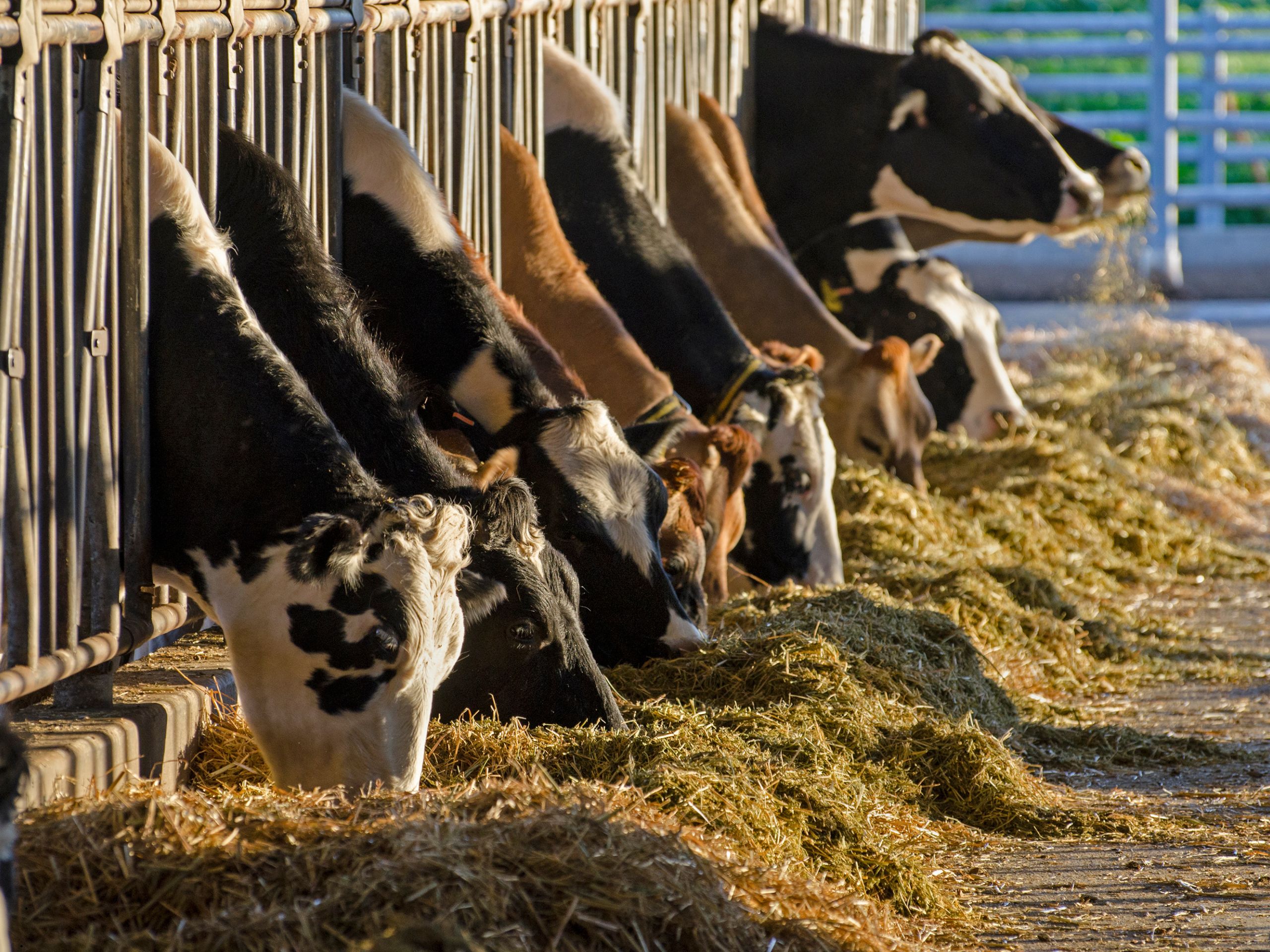 Balanço energético negativo em vacas leiteiras: como monitorar o BEN